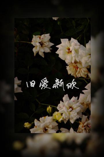 旧爱新欢by相吾讲了什么
