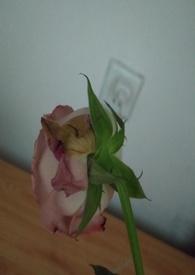 渣女的惩罚高H